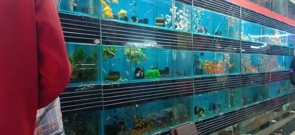 Best Aquarium Shop Names