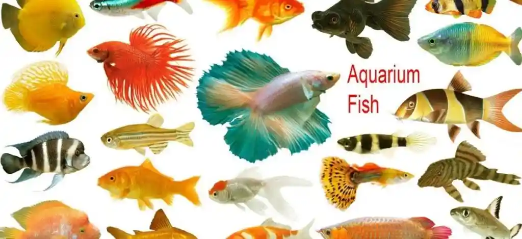 Ideas for Aquarium Shop Names