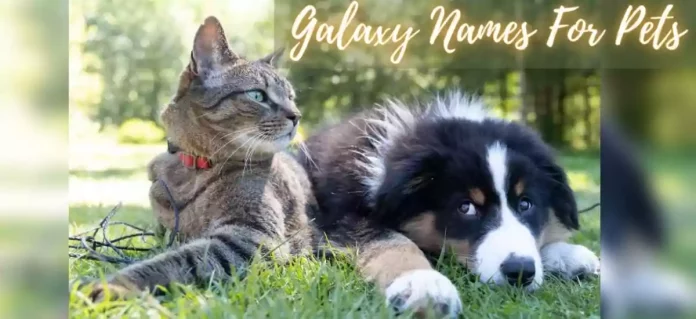Pet Names Inspired By Space Explorers